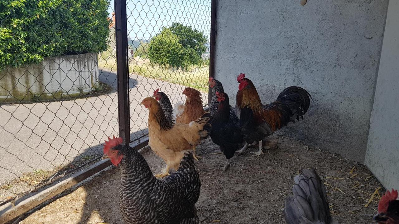 Apartma Panorama Marezige Dış mekan fotoğraf