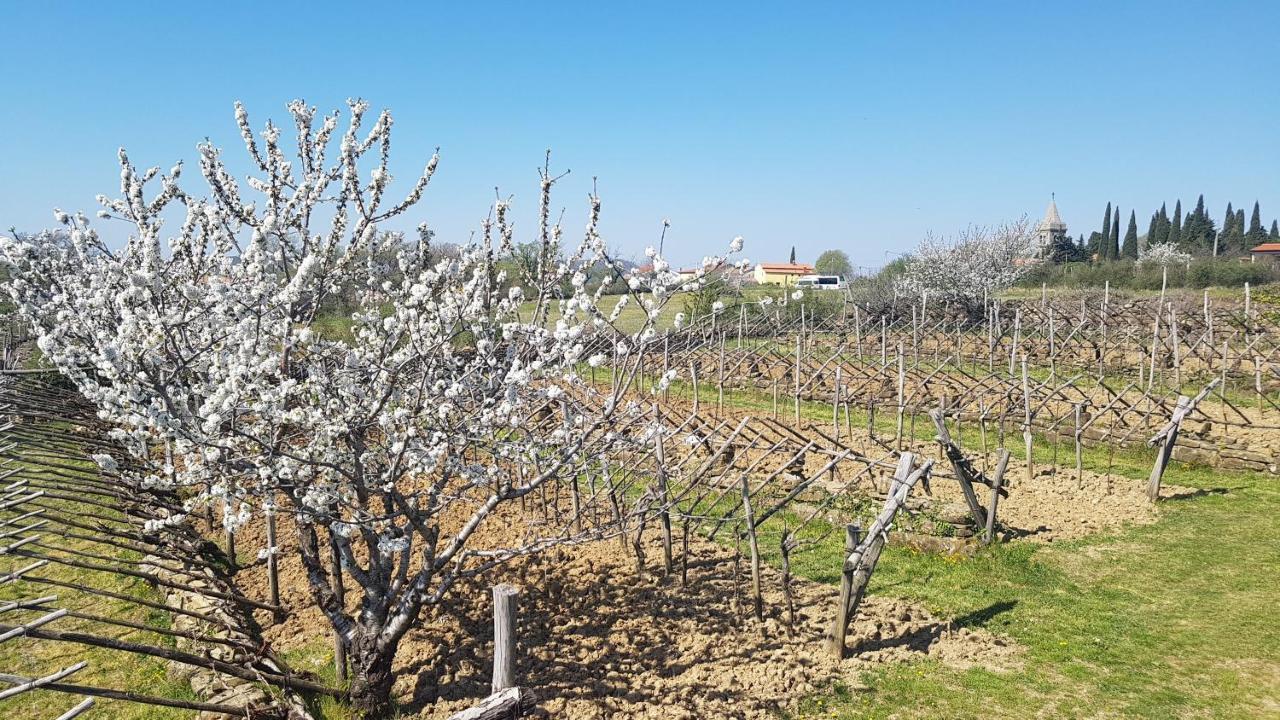 Apartma Panorama Marezige Dış mekan fotoğraf